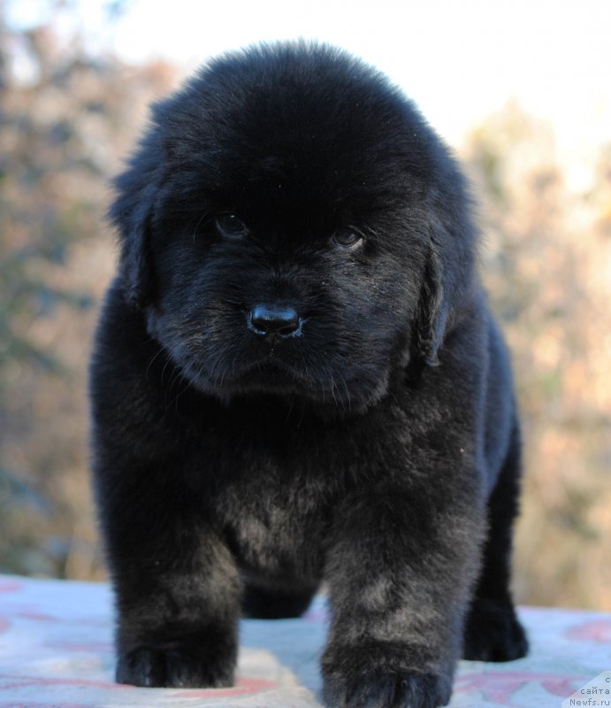 Фото: ньюфаундленд Moya Stihiya Leon (Моя Стихия Леон)