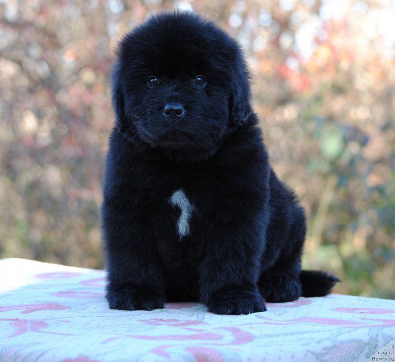 Фотография № 195351