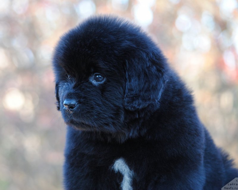 Фотография № 195352