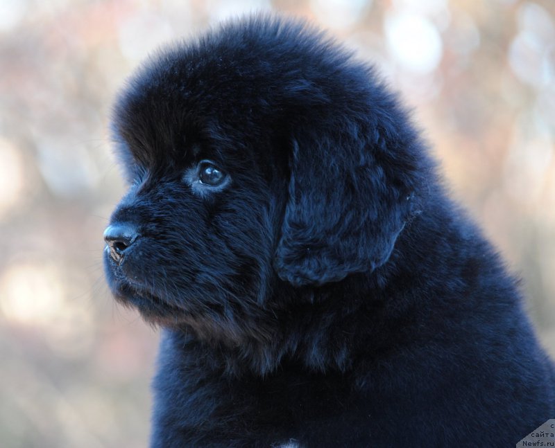 Фотография № 195353