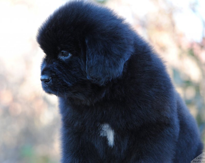 Фото: ньюфаундленд Moya Stihiya Linkol'n (Моя Стихия Линкольн)
