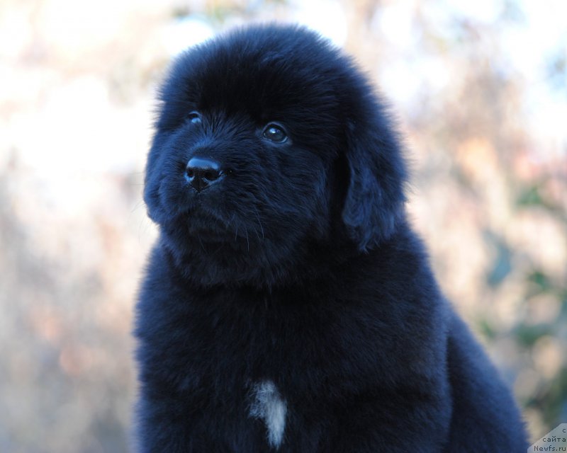 Фотография № 195365