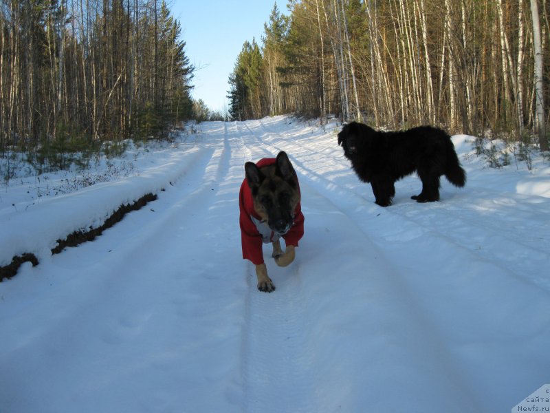 Фото: ньюфаундленд Smigar Volna Uspeha (Смигар Волна Успеха)