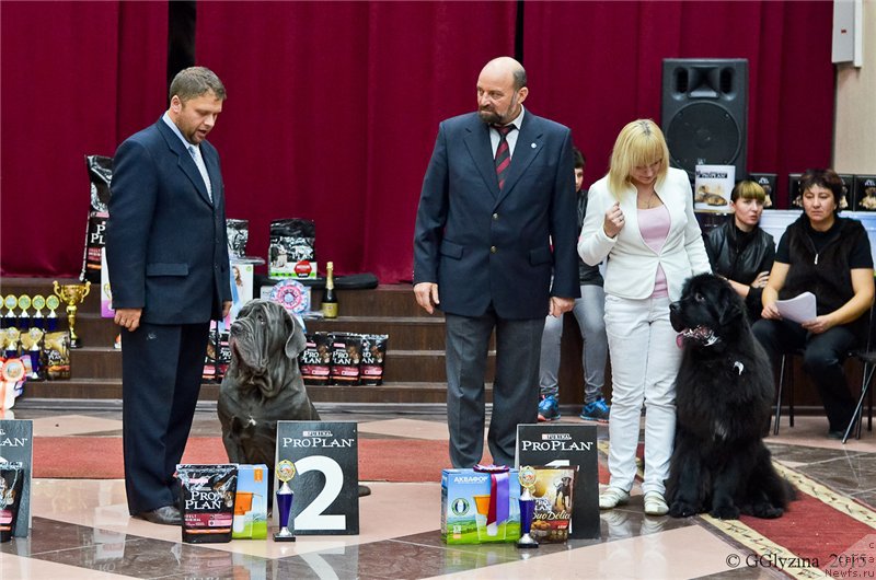 Фото: ньюфаундленд N'yufort Aston Martin dlya S'Nejnoy V'yugi (Ньюфорт Астон Мартин для С'Нежной Вьюги)