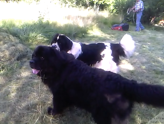 Фото: ньюфаундленд Bavariya (Бавария), ньюфаундленд La Belle Michaela (Ла Бель Мишель)