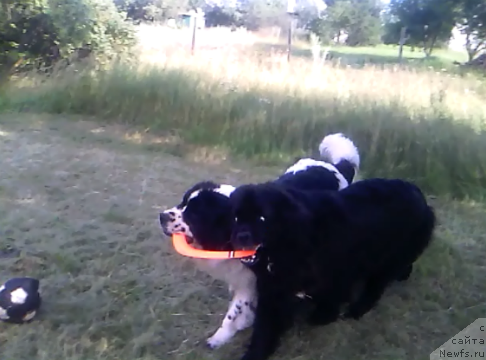 Фото: ньюфаундленд La Belle Michaela (Ла Бель Мишель), ньюфаундленд Bavariya (Бавария)