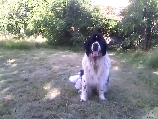 Фото: ньюфаундленд La Belle Michaela (Ла Бель Мишель)