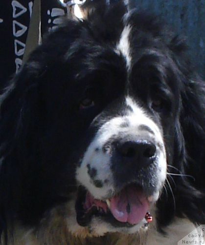 Фото: ньюфаундленд La Belle Michaela (Ла Бель Мишель)