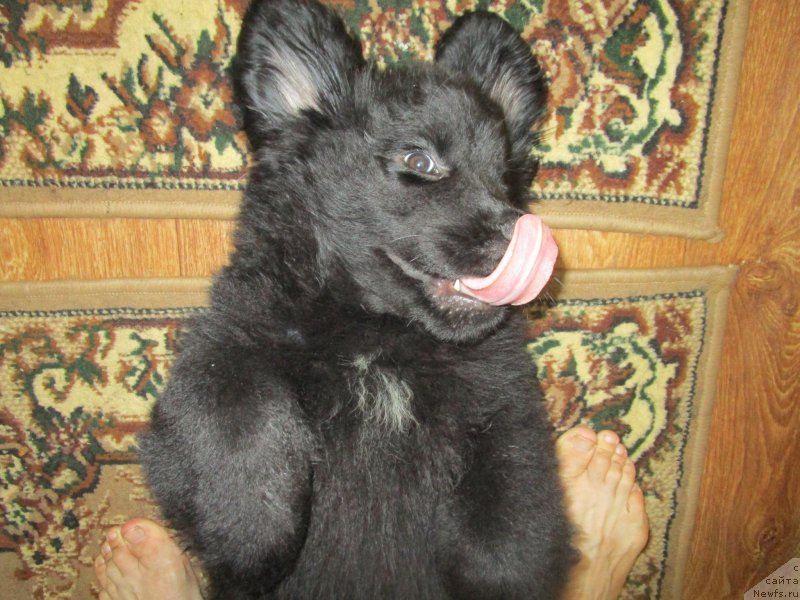 Фото: ньюфаундленд Mishka Gammi (Мишка Гамми)