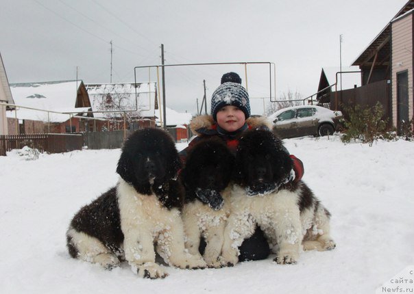 Фото: ньюфаундленд Akvian Song Rule ze Vorld (Аквиан Сонг Руле зе Ворлд), ньюфаундленд Akvian Song Rayt Hit Rayt Nou (Аквиан Сонг Райт Хит Райт Ноу), ньюфаундленд Akvian Song Roy Soley (Аквиан Сонг Рой Солей)