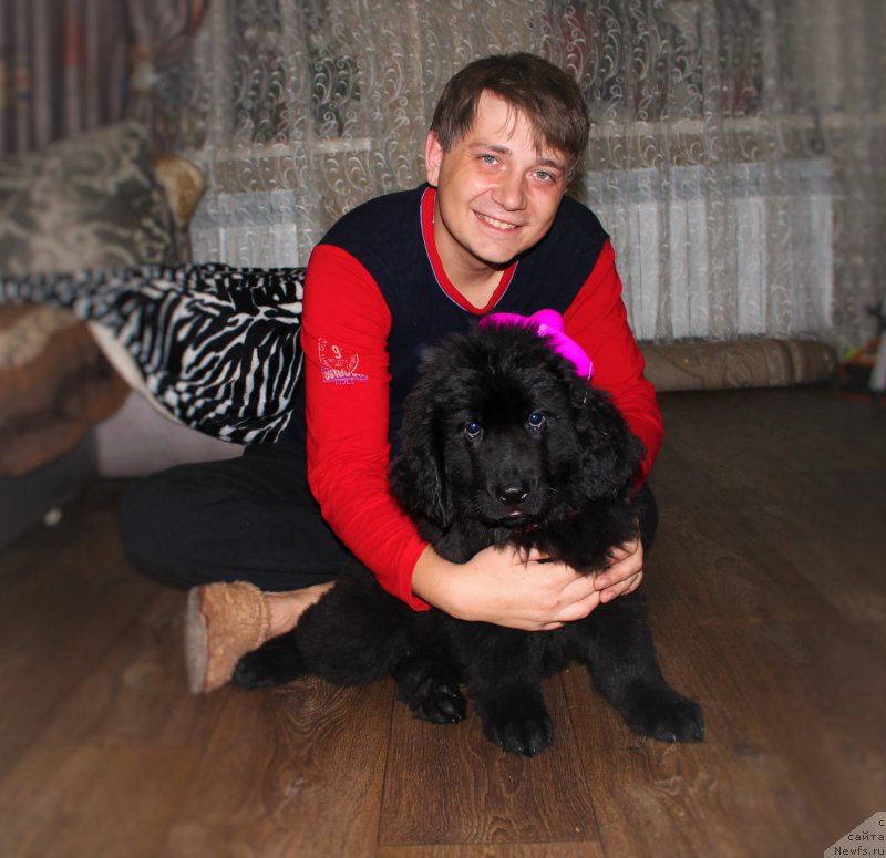 Фото: ньюфаундленд CHernyiy Balu Zaznoba Dushi Moey (Черный Балу Зазноба Души Моей), Andrey Hvostenko (Андрей Хвостенко)