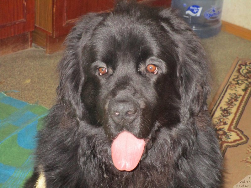 Фото: ньюфаундленд Prometey Gromyich (Прометей Громыч)
