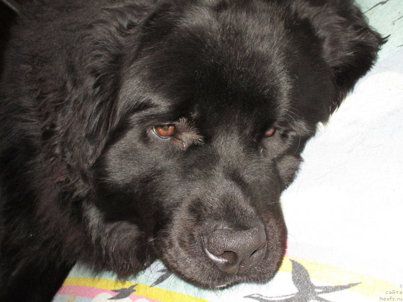 Фото: ньюфаундленд Prometey Gromyich (Прометей Громыч)