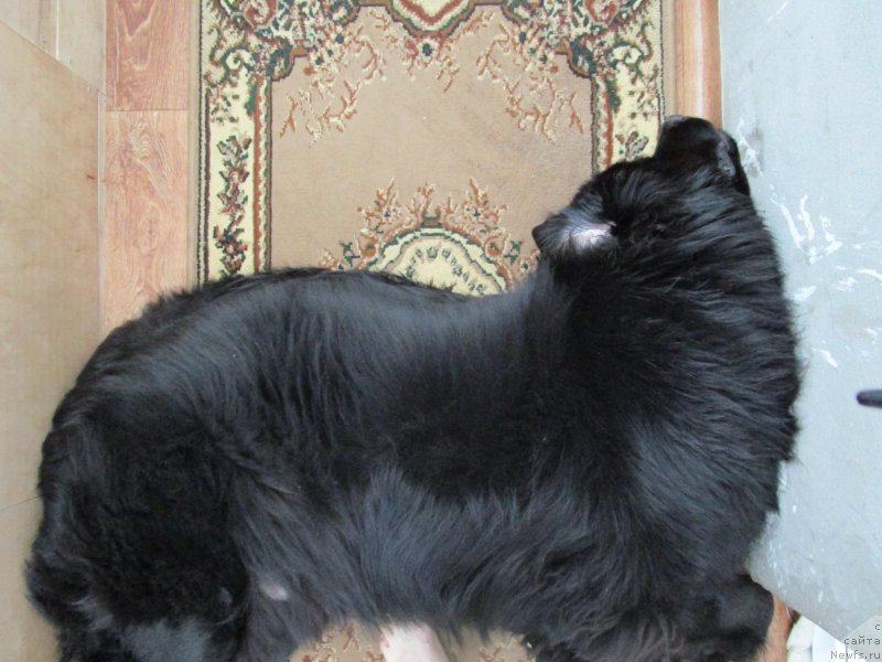 Фото: ньюфаундленд Prometey Gromyich (Прометей Громыч)