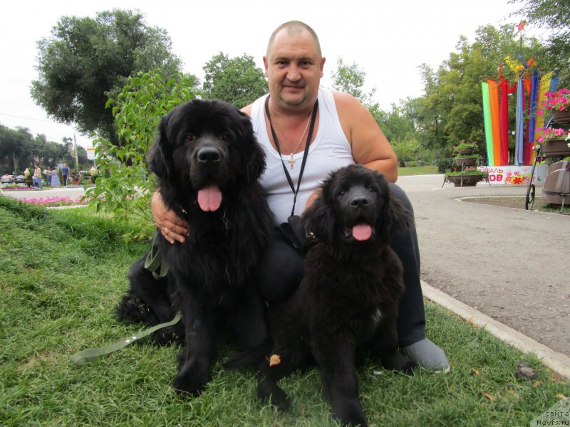 Фото: ньюфаундленд Prometey Gromyich (Прометей Громыч)