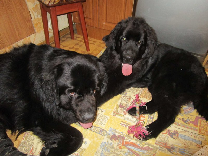 Фото: ньюфаундленд Mishka Gammi (Мишка Гамми)