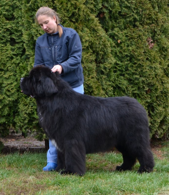 Фото: ньюфаундленд Likefather Like Son Midnight Bear, Anastasiya Zalivako (Анастасия Заливако)