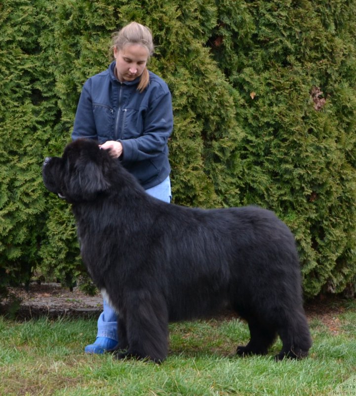 Фото: ньюфаундленд Likefather Like Son Midnight Bear, Anastasiya Zalivako (Анастасия Заливако)