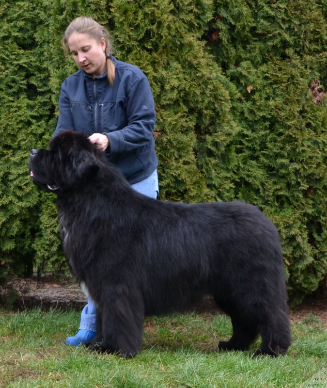 Фото: ньюфаундленд Likefather Like Son Midnight Bear, Anastasiya Zalivako (Анастасия Заливако)