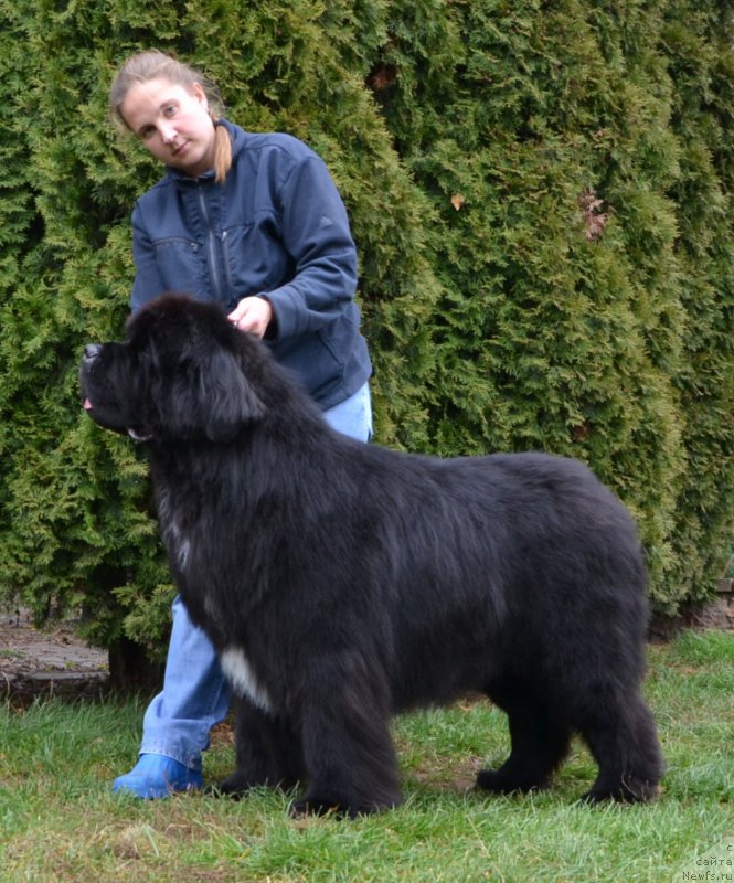 Фото: ньюфаундленд Likefather Like Son Midnight Bear, Anastasiya Zalivako (Анастасия Заливако)
