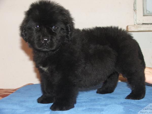 Фото: ньюфаундленд Plyushevaya Panda Mona-Liza (Плюшевая Панда Мона-Лиза)