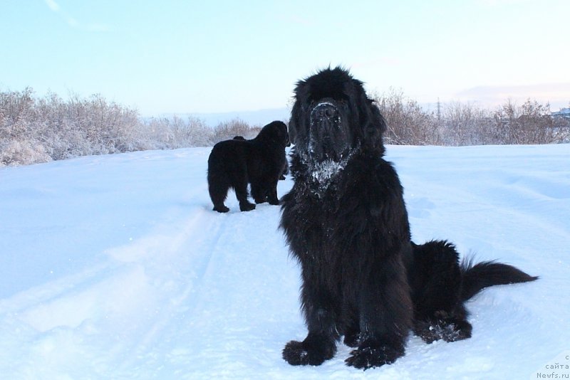 Фотография № 195522