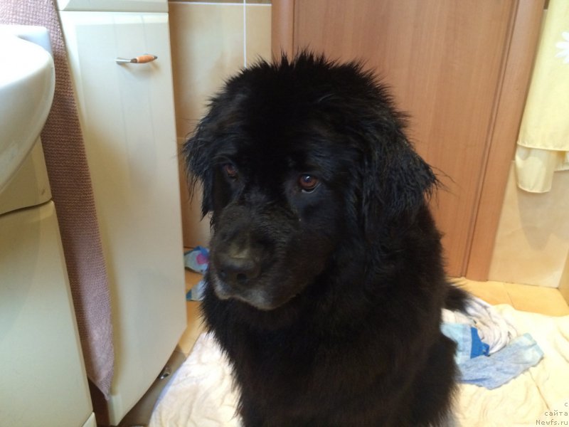 Фото: ньюфаундленд Bonni Flayt (Бонни Флайт)