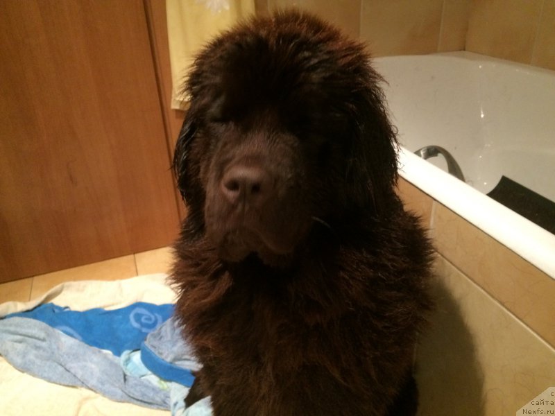 Фото: ньюфаундленд N'yufort Vasabi (Ньюфорт Васаби)