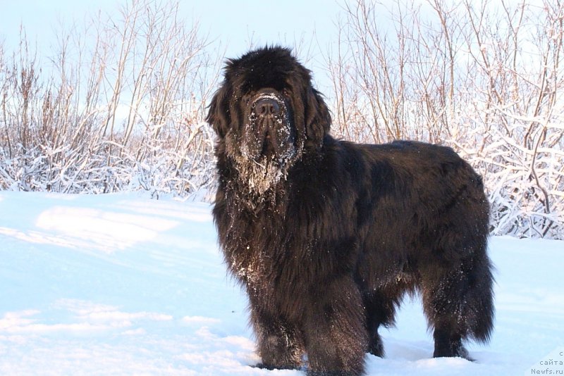 Фото: ньюфаундленд King of Helluland You Shock Me