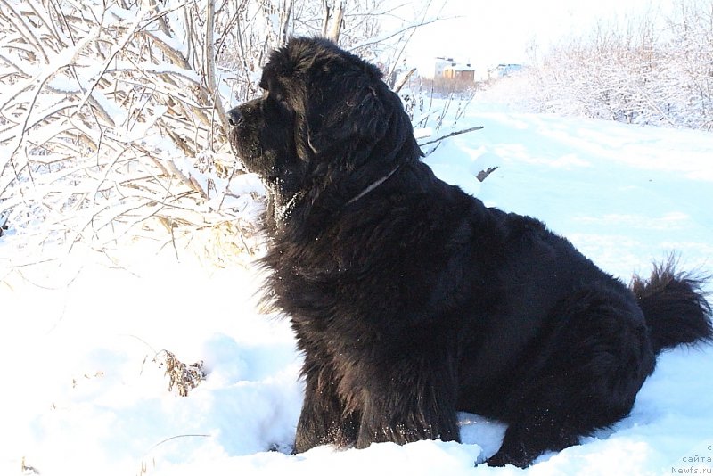 Фото: ньюфаундленд YAntarnaya Mechta (Янтарная Мечта)