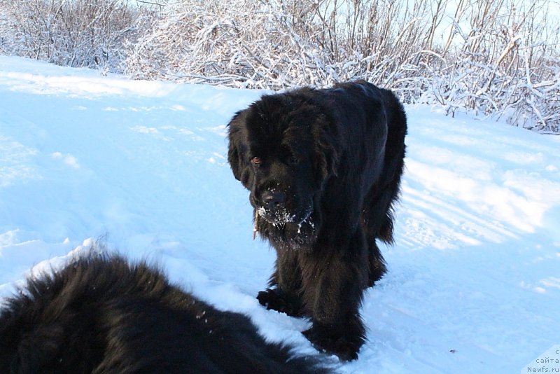 Фото: ньюфаундленд Anabelle Kvin of zye Mountayns (Анабелле Квин оф зэ Моунтайнс)