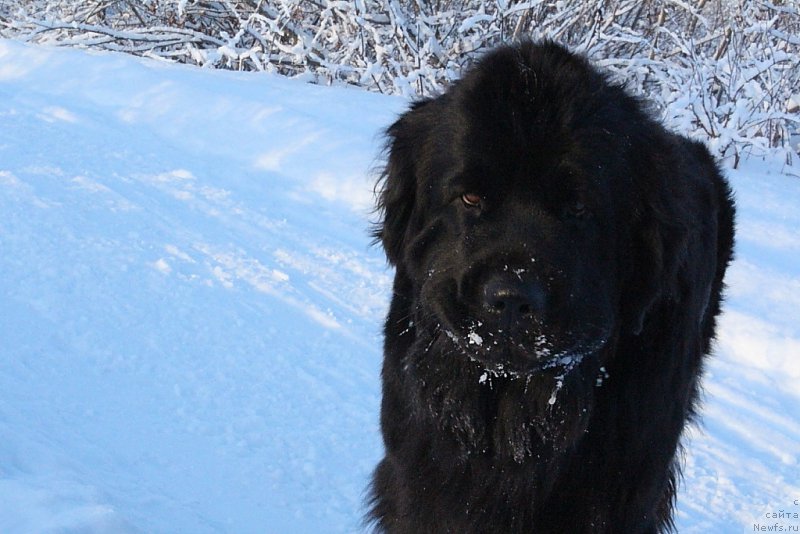 Фото: ньюфаундленд Anabelle Kvin of zye Mountayns (Анабелле Квин оф зэ Моунтайнс)