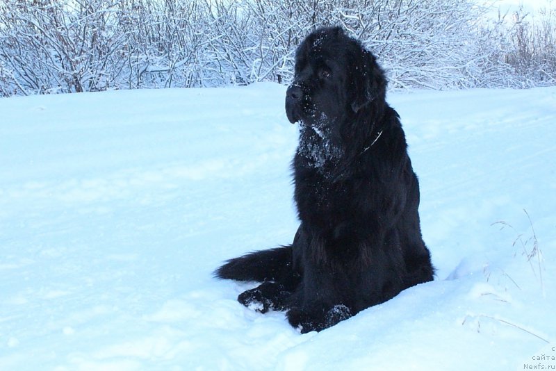Фото: ньюфаундленд Anabelle Kvin of zye Mountayns (Анабелле Квин оф зэ Моунтайнс)