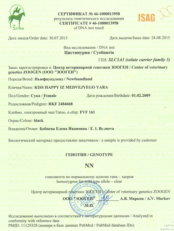Фото: ньюфаундленд Kiss Happy iz Medvejyego Yara (Кисс Хэппи из Медвежьего Яра)