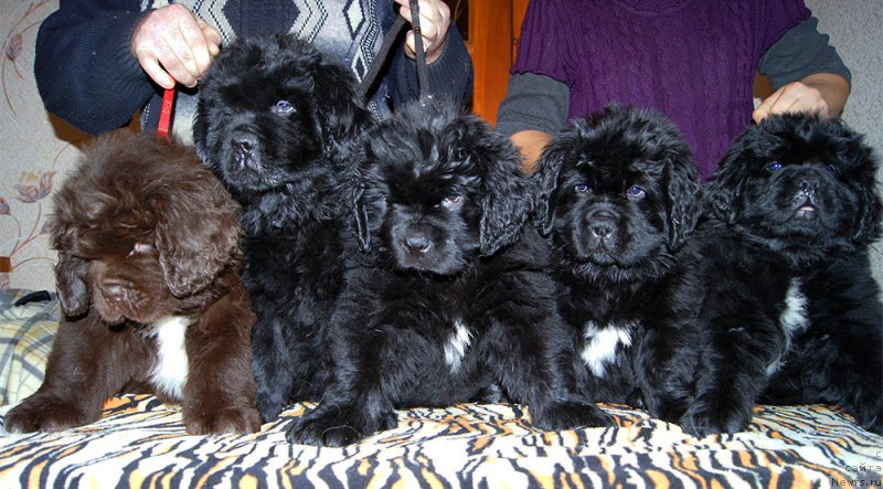 Фото: ньюфаундленд Super Bizon Otis Tobias (Супер Бизон Отис Тобиас), ньюфаундленд Super Bizon O La La (Супер Бизон О Ла Ла), ньюфаундленд Super Bizon Osen' (Супер Бизон Осень), ньюфаундленд Super Bizon Ollisiya (Супер Бизон Оллисия), ньюфаундленд Super Bizon Olivia (Супер Бизон Оливия)