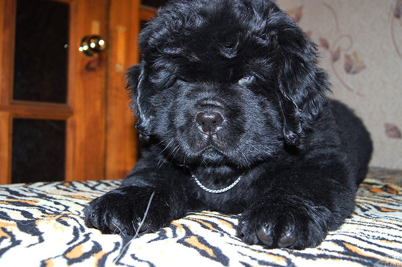 Фото: ньюфаундленд Super Bizon O La La (Супер Бизон О Ла Ла)