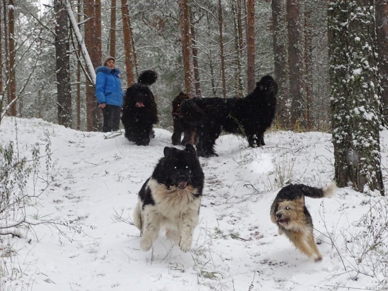 Фото: ньюфаундленд CHernyiy SHarm Vellington (Черный Шарм Веллингтон)