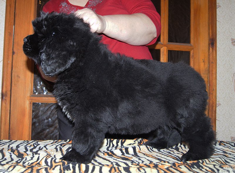 Фото: ньюфаундленд Super Bizon Osen' (Супер Бизон Осень)