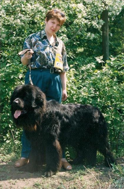 Фото: Tat'yana Simakova (Татьяна Симакова), ньюфаундленд Teddi Bea Elbar (Тедди Беа Елбар)