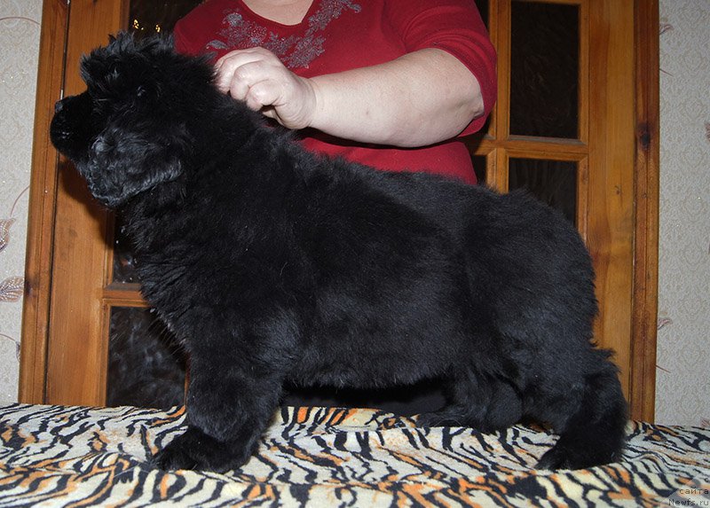 Фото: ньюфаундленд Super Bizon Osen' (Супер Бизон Осень)