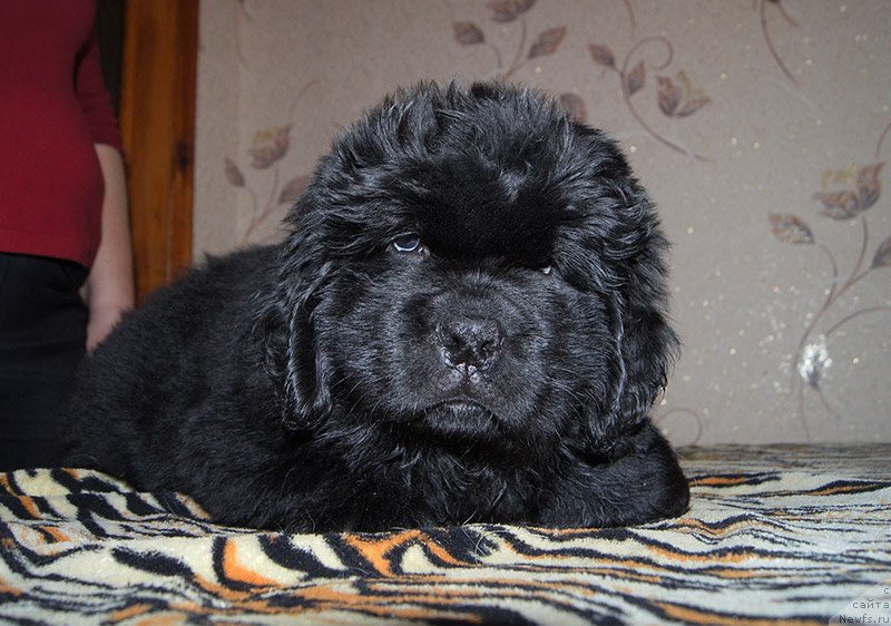 Фото: ньюфаундленд Super Bizon Osen' (Супер Бизон Осень)