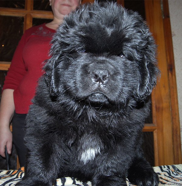 Фото: ньюфаундленд Super Bizon Osen' (Супер Бизон Осень)