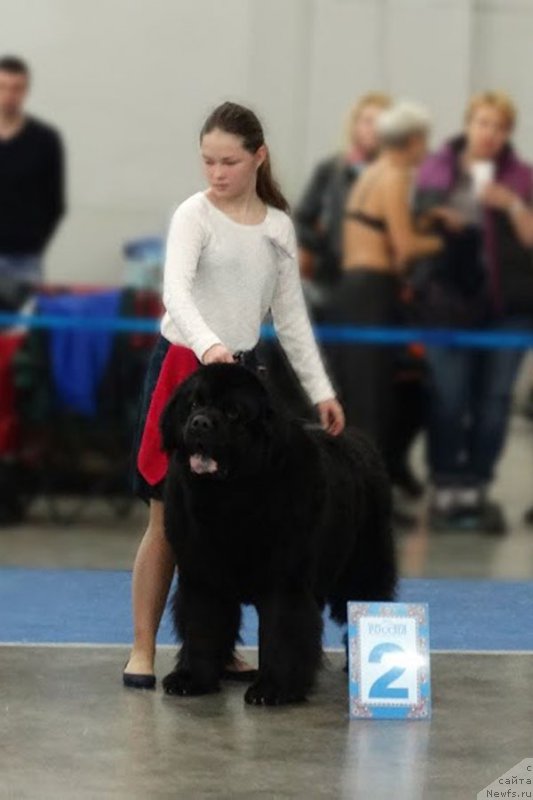 Фото: ньюфаундленд Zhdanny Syn Vialiki Miadzvedz, Mariya SHmeleva (Мария Шмелева)