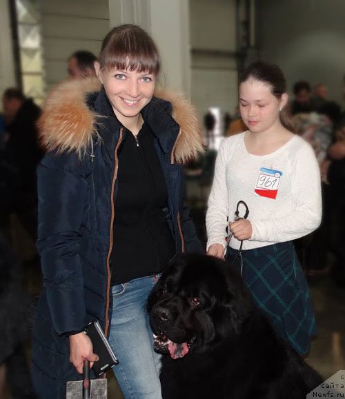 Фото: ньюфаундленд Zhdanny Syn Vialiki Miadzvedz, Mariya SHmeleva (Мария Шмелева), Юля