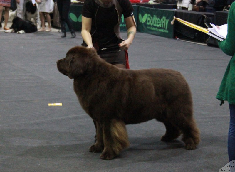 Фото: ньюфаундленд Chernyi Sharm Angel'skaya Krasota (Черный Шарм Ангельская Красота)