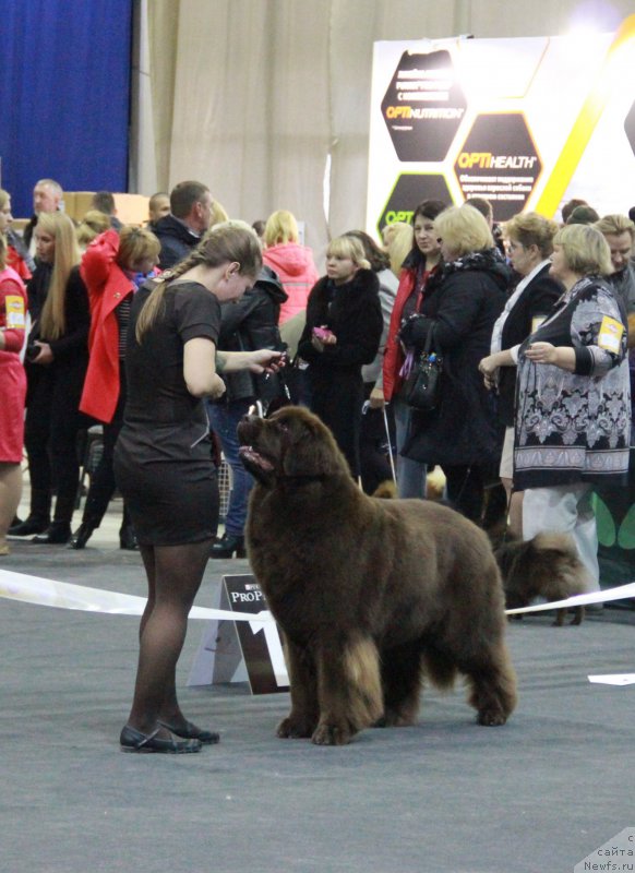 Фото: ньюфаундленд Chernyi Sharm Angel'skaya Krasota (Черный Шарм Ангельская Красота)