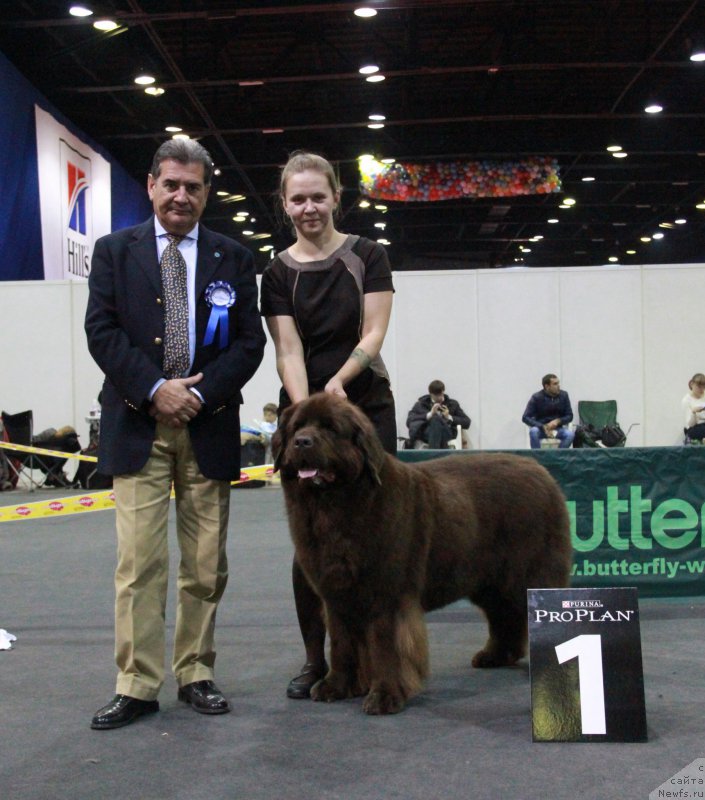 Фото: ньюфаундленд Chernyi Sharm Angel'skaya Krasota (Черный Шарм Ангельская Красота)