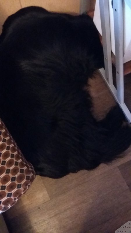 Фото: ньюфаундленд Super Premium Merlin Monro (Супер Премиум Мерлин Монро)