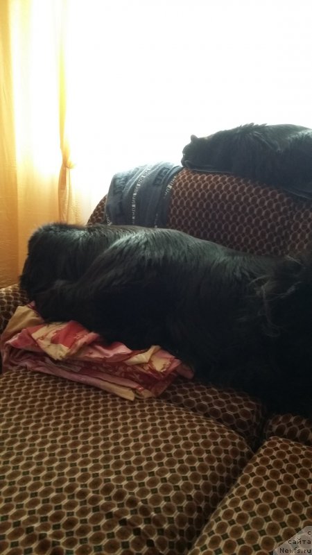 Фото: ньюфаундленд Super Premium Merlin Monro (Супер Премиум Мерлин Монро), Кот Бобрик