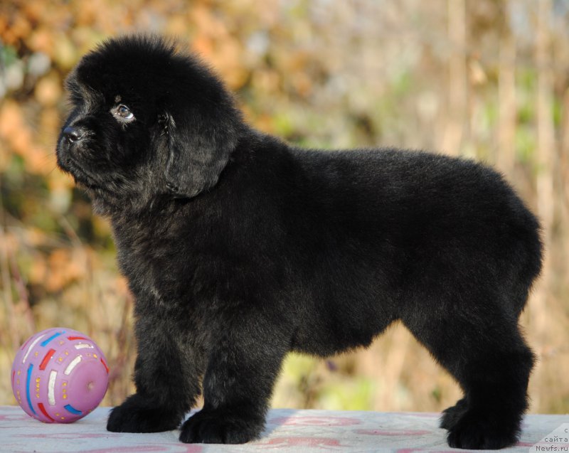 Фотография № 195584